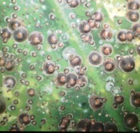 Nailhead mealybugs generating black blisters on orchid leaves