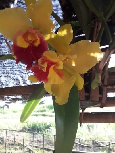 Oietes orquidea