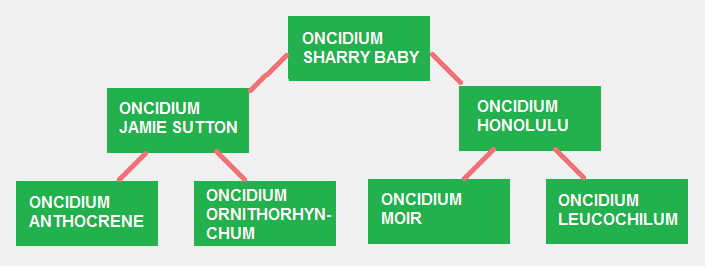 Oncidium Sharry Baby and His Hybrid Parents