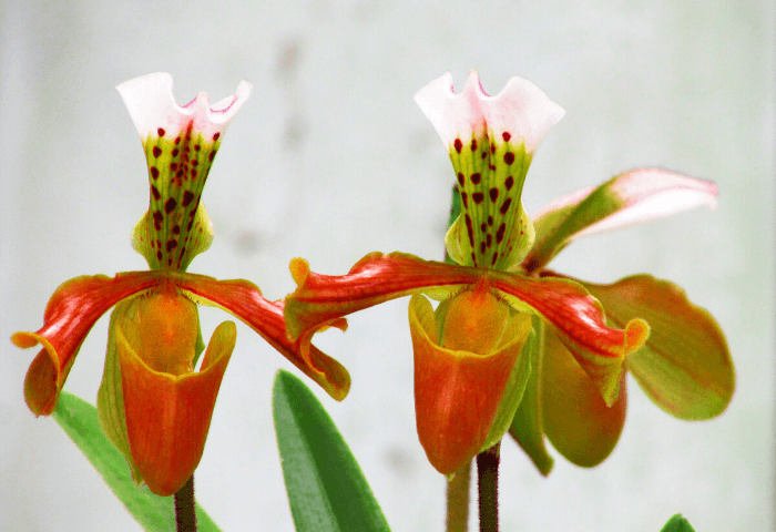 Orange Paphiopedilum flowers
