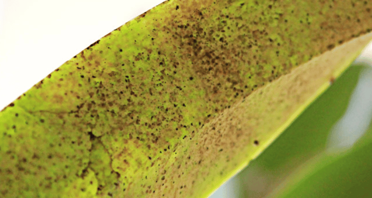 Orchid leaf attacked by mites