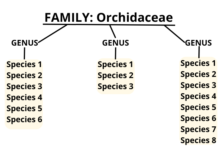 Orchid species explanation