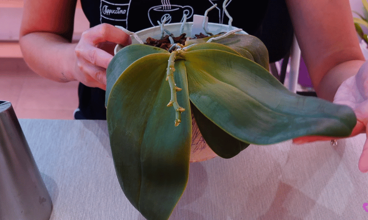 Orchid with withered leaves and yellow spots due to dehydration