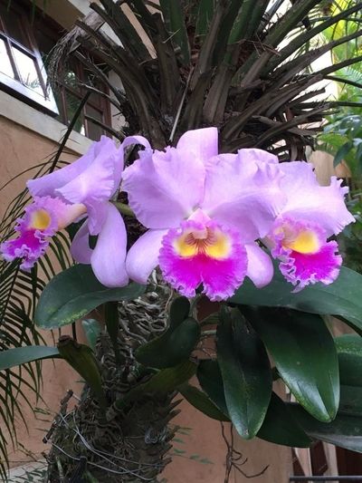 Orchids Of Various Colors 1