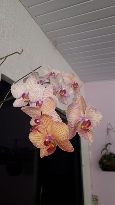 Orchids Of Various Colors 10