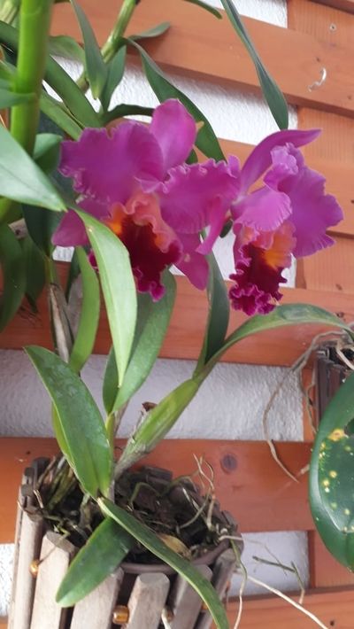 Orchids Of Various Colors 11