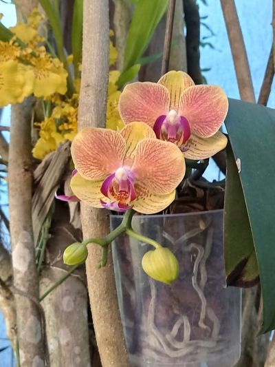 Orchids Of Various Colors 13