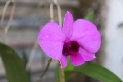 Orchids Of Various Colors 14