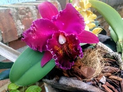 Orchids Of Various Colors 15