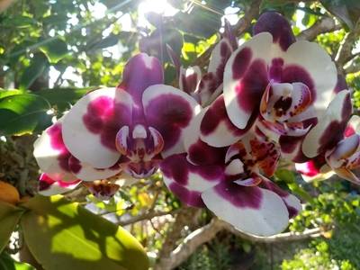 Orchids Of Various Colors 16