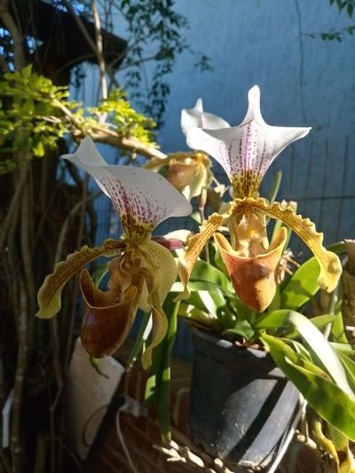 Orchids Of Various Colors 17