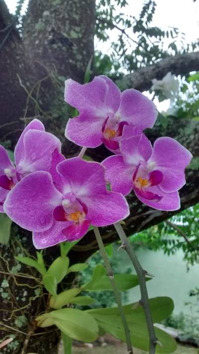 Orchids Of Various Colors 2
