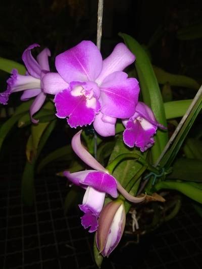Orchids Of Various Colors 24