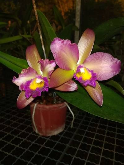 Orchids Of Various Colors 26