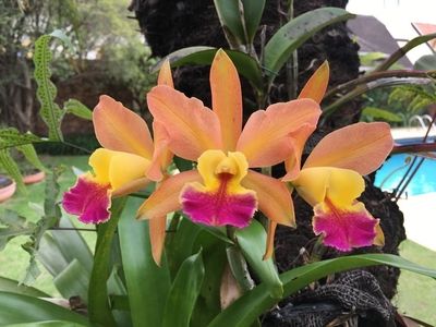 Orchids Of Various Colors 27
