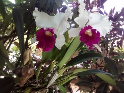 Orchids Of Various Colors 7