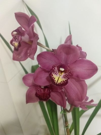 Orchids Of Various Colors 8