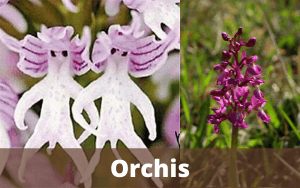 Orchis
