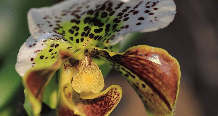 Paphiopedilum with natural spots on its flower