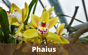 Phaius