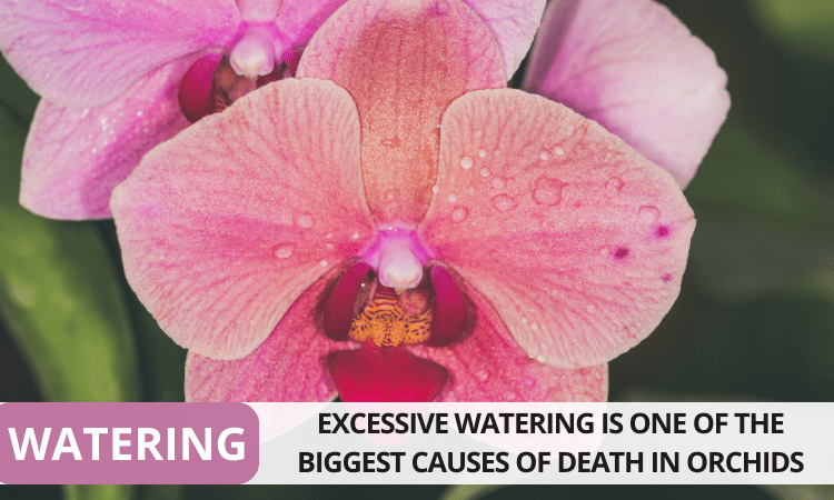 Phalaenopsis Watering