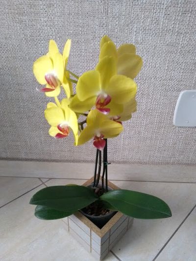 Phalaenopsis amarela