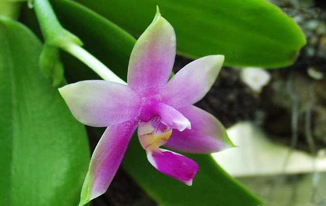 Phalaenopsis violacea orchid