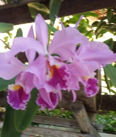 Pictures of Pink And Purple Orchids 1