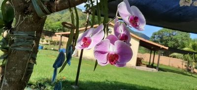 Pictures of Pink And Purple Orchids 10