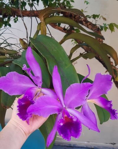 Pictures of Pink And Purple Orchids 11