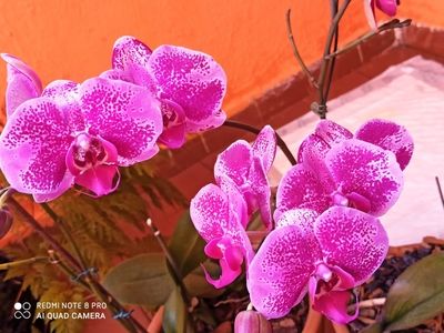 Pictures of Pink And Purple Orchids 12