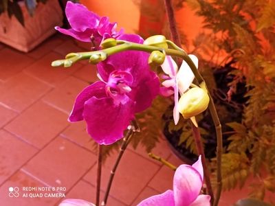 Pictures of Pink And Purple Orchids 13