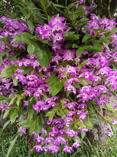 Pictures of Pink And Purple Orchids 2