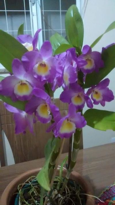 Pictures of Pink And Purple Orchids 3