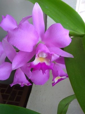 Pictures of Pink And Purple Orchids 4