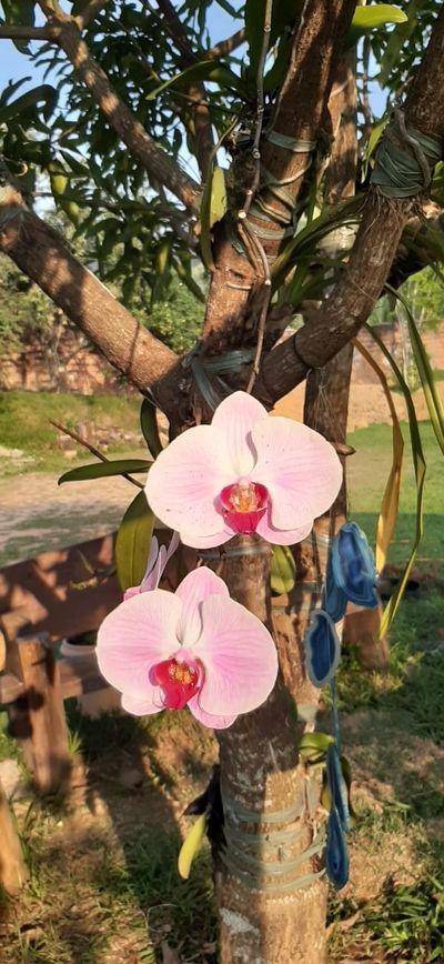 Pictures of Pink And Purple Orchids 5