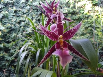 Pictures of Pink And Purple Orchids 6