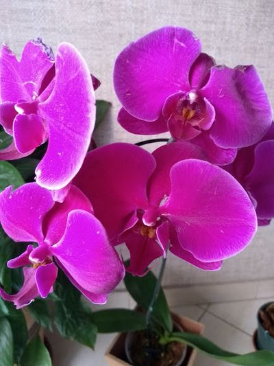 Pictures of Pink And Purple Orchids 7