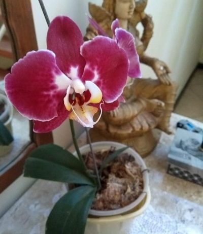 Pictures of Pink And Purple Orchids 9