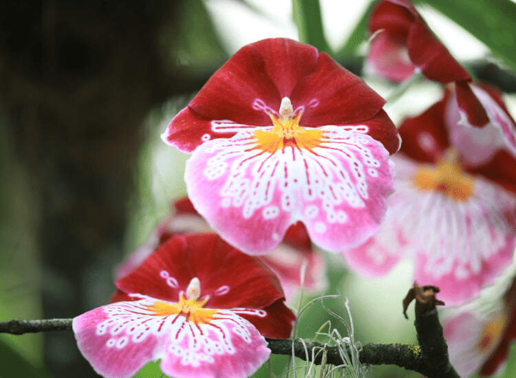 Pink and red miltonia flower