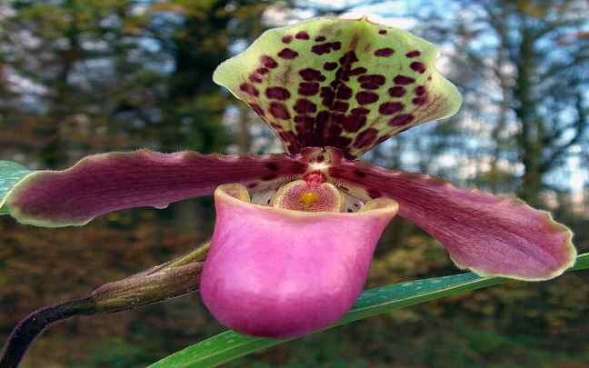 Pink venus slipper orchid flower