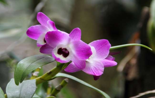 Purple Dendrobium nobile