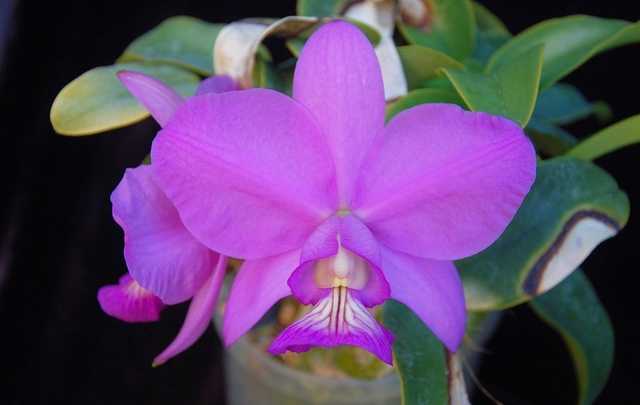 Queen of the cerrado orchid