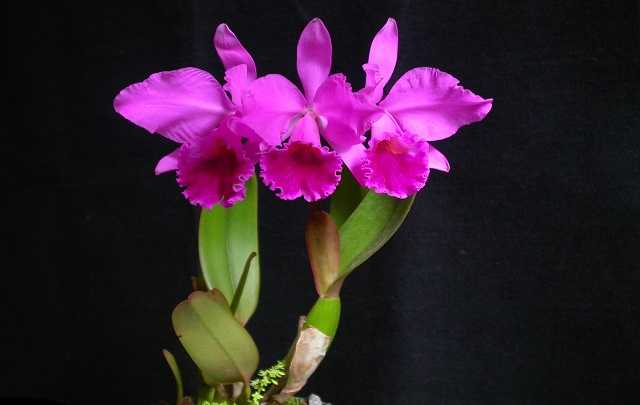 Queen orchid of northeastern Brazil Cattleya labiata