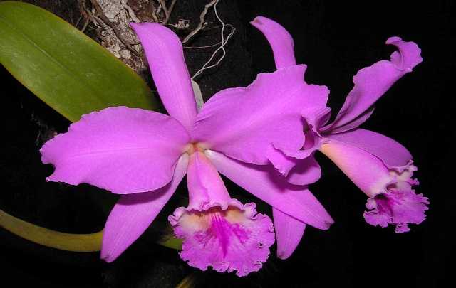 Queen orchid of northeastern Brazil