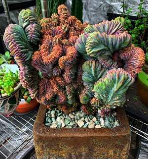 Rare Cacti