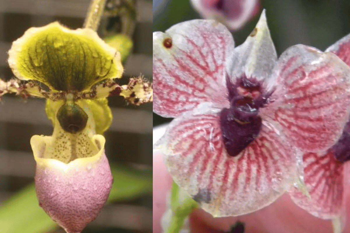 Rare orchids featured image