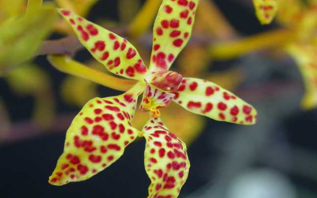 Renanthera orchids