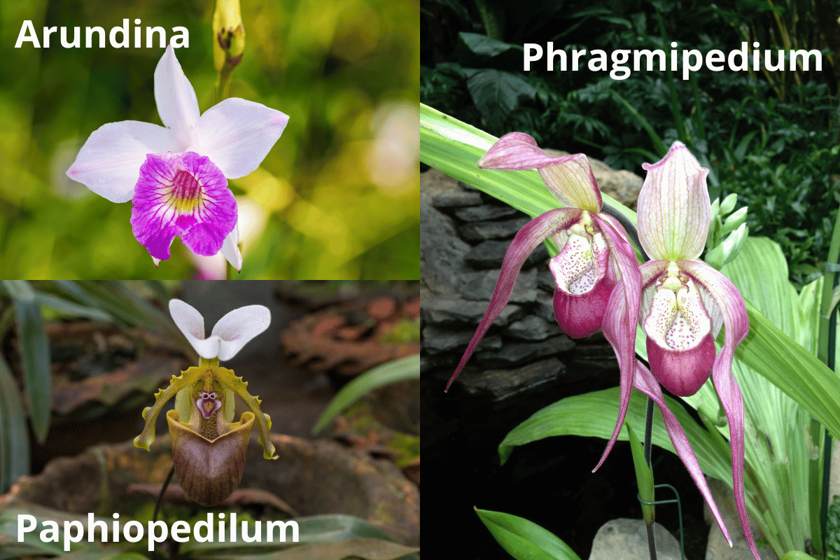 Species of ground orchids