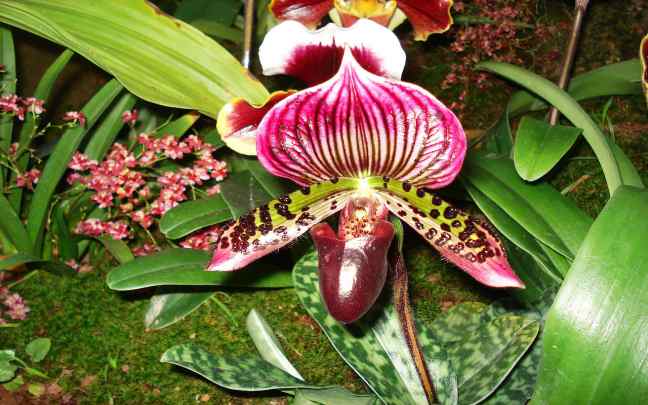 Terrestrial orchids